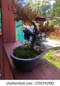 Bonsai Tree Outside On The Porch