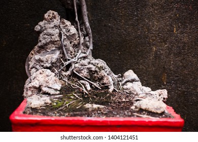 Bonsai Tree Outside The Temple