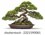 Bonsai tree of pine isolated on a white backgroundxa