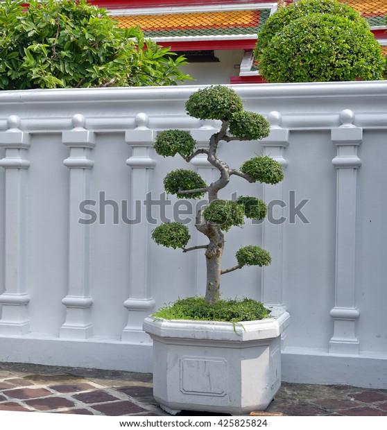 Get Bonsai Tree Planter Photos