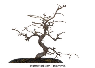 Dead Bonsai Tree High Res Stock Images Shutterstock