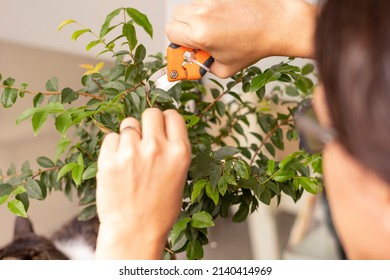 Bonsai Tree Pruning Shears And Out Of Focus Man