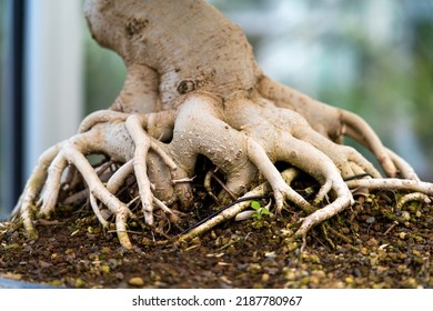 Bonsai Tree Root, Exposed Surface Roots And The Underground Root Structure