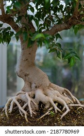 Bonsai Tree Root, Exposed Surface Roots And The Underground Root Structure