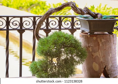 Bonsai tree standing on the bench in the garden  - Powered by Shutterstock