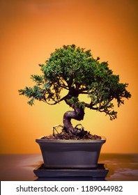 Bonsai Tree Studio