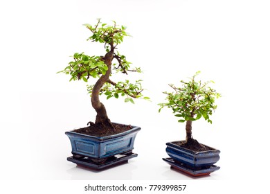 Bonsai Tree Studio Quality 