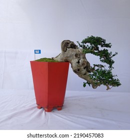 A Bonsai Tree That Hangs Down Like A Big Tree On The Edge Of A Cliff