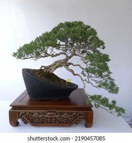 A Bonsai Tree That Hangs Down Like A Big Tree On The Edge Of A Cliff