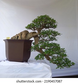 A Bonsai Tree That Hangs Down Like A Big Tree On The Edge Of A Cliff