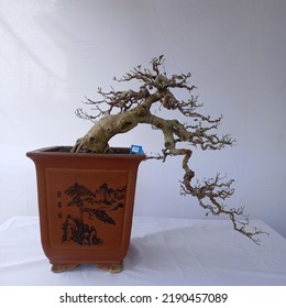 A Bonsai Tree That Hangs Down Like A Big Tree On The Edge Of A Cliff