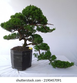 A Bonsai Tree That Hangs Down Like A Big Tree On The Edge Of A Cliff