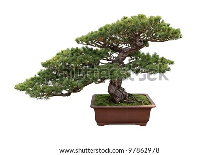 bonsai tree with white background , miniature pine tree