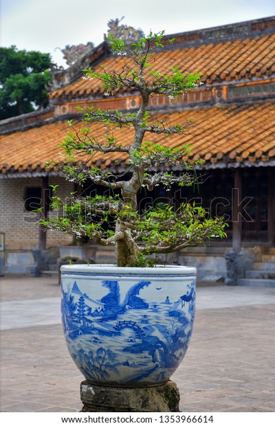 Vietnamese Bonsai Trees Bonsai Tree