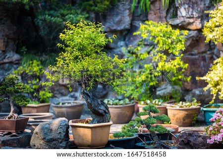 Bonsai trees in a clay pots. Coniferous and deciduous bonsai. Small decorative plants. A sample of landscape art in China. Chinese gardening and landscaping