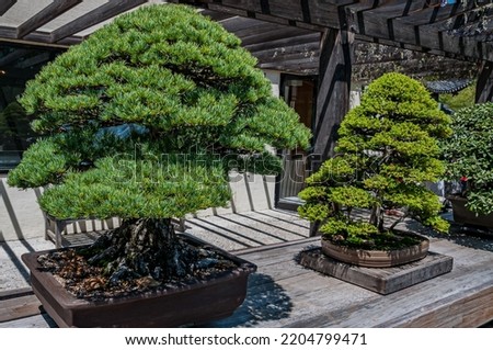 Bonsai Trees at the National Arboretum, Washington DC USA, Washington, District of Columbia
