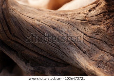 Bonsai trunk close up, wood texture