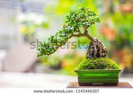 Bonsai will be successfully through the process of caring for so many countless times, including implications, cutting, bending, including care, to achieve the most beautiful bonsai trees.