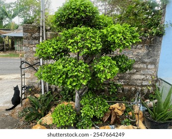 A bonsai-style serut tree with a twisted trunk and lush green foliage. The tree is potted and surrounded by rocks and other plants. - Powered by Shutterstock