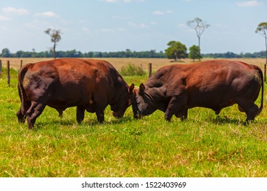 138 Bonsmara Breed Images, Stock Photos & Vectors | Shutterstock