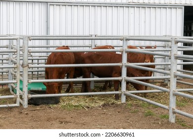 466 Slaughter pen Images, Stock Photos & Vectors | Shutterstock