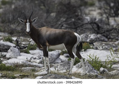 Bontebok