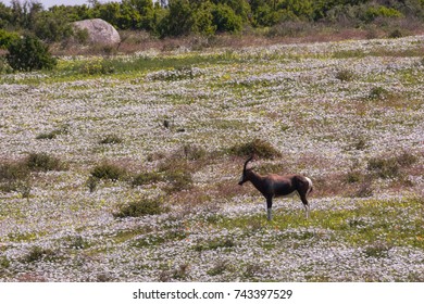 Bontebok Antelope In A Field Of Wildflowers In Spring.  Posberg Nature Reserve, South Africa.