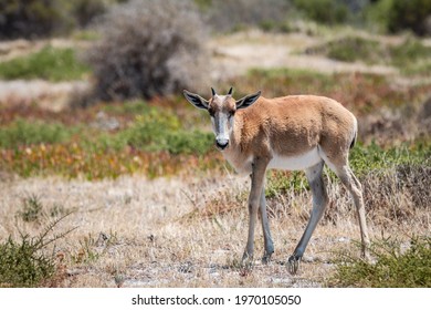 Bontebok Calf In Cape Point Nature Reserve, South Africa. 