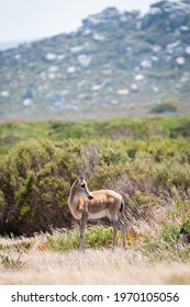 Bontebok Calf In Cape Point Nature Reserve, South Africa. 