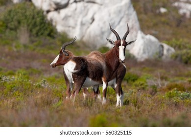 Bontebok, Damaliscus Pygargus Pygarus, South Africa