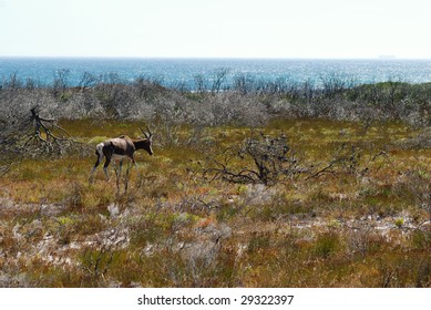 A Bontebok Roams The Cape Point Nature Reserve.