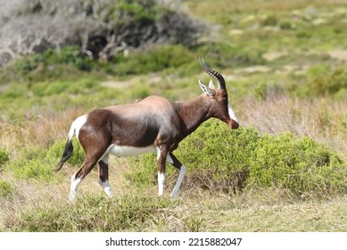 Bontebok, A Species Of Antelope Found In Southern Africa