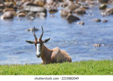 Bontebok, A Species Of Antelope Found In Southern Africa