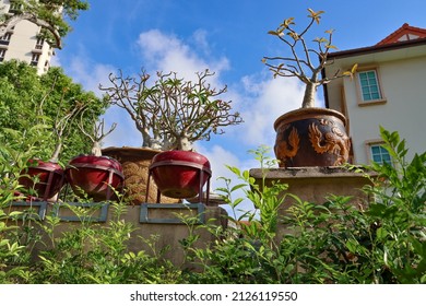 Bonzai Plants In A House Garden In Lentor Housing Estate Are Said To   Lower Stress. Active Interaction With Bonzai Plants Can Lead To Lower Blood Pressure And Reduce Feelings Of Psychological Stress 