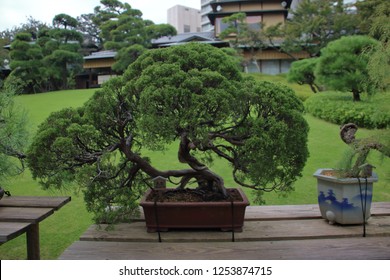 Bonzai Images, Stock Photos & Vectors | Shutterstock