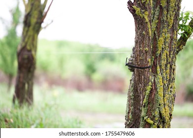 Booby Trap IED From Soviet Hand Grenade F1 And Tripwire