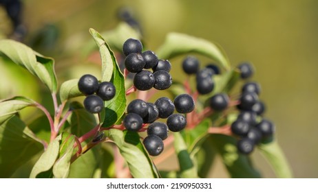 Boody dogwood fruit, growing. Summer season. - Shutterstock ID 2190950331