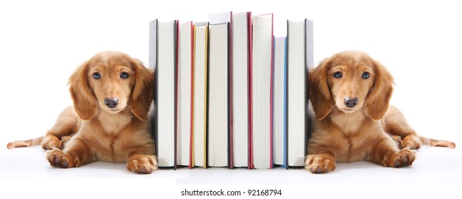 Book end puppies isolated on white.