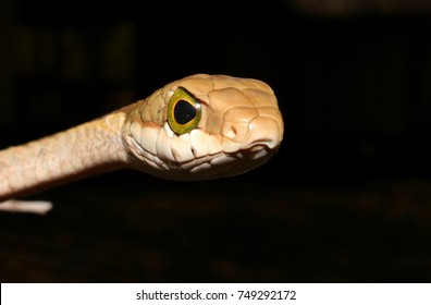 Boomslang