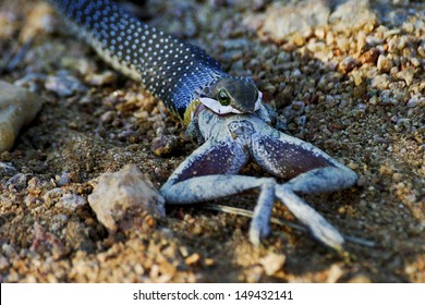 Boomslang Eating A Frog