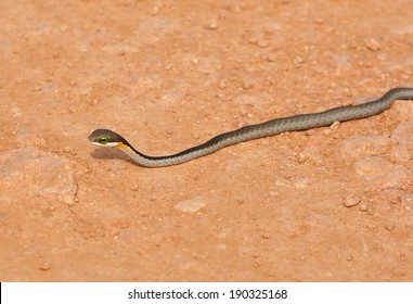 Boomslang Snake