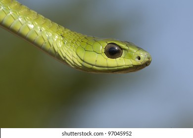 Boomslang Snake, (Dispholidus Typus)