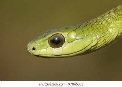 Boomslang Snake, (Dispholidus Typus)