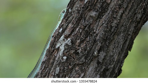 Boomslang Snake In A Tree, South Africa