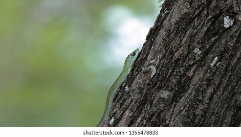 Boomslang Snake In A Tree, South Africa