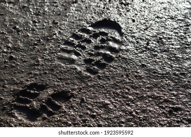 boot footprint in the mud