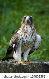 Booted Eagle