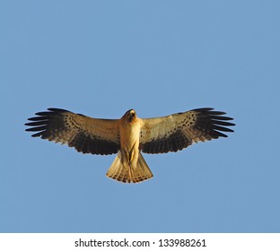 Booted Eagle