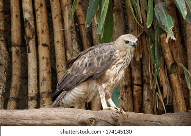 Booted Eagle