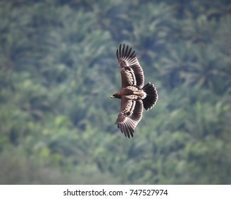 Royalty Free Booted Eagle Stock Images Photos Vectors